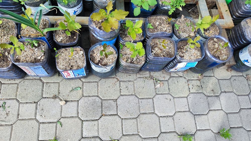 !!!Дуб дерево!!!