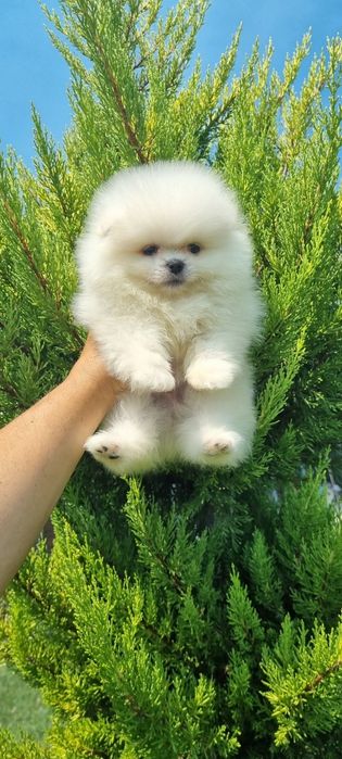 Померан момчета ..