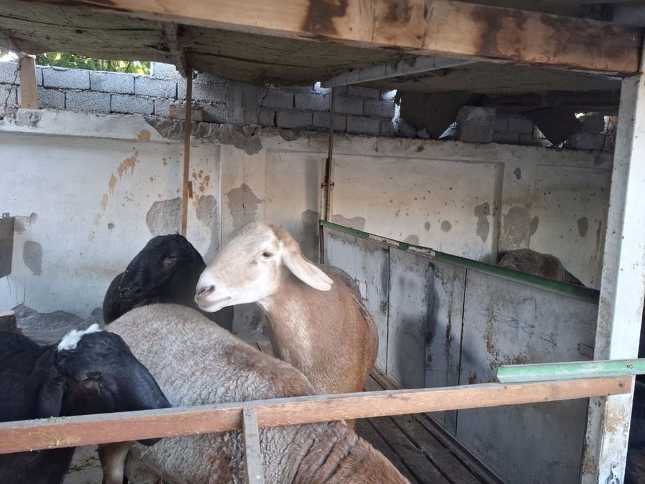 Zotga qo’chqorlar sotiladi. Arashan va xusori qo’chqorlar