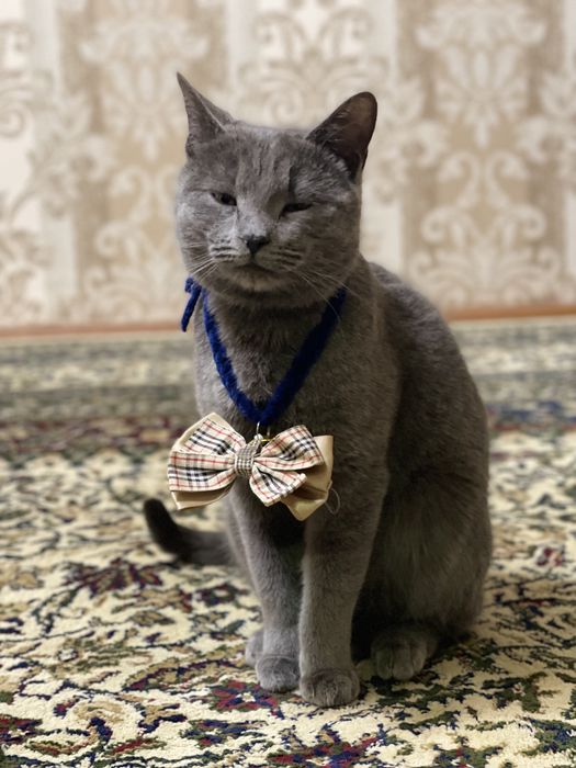 Scottish straight СРОЧНО!!