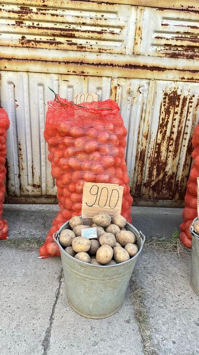 Картофель едовой, семенной, кормовой