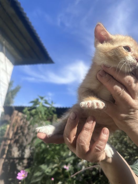 Котята- Сибирские