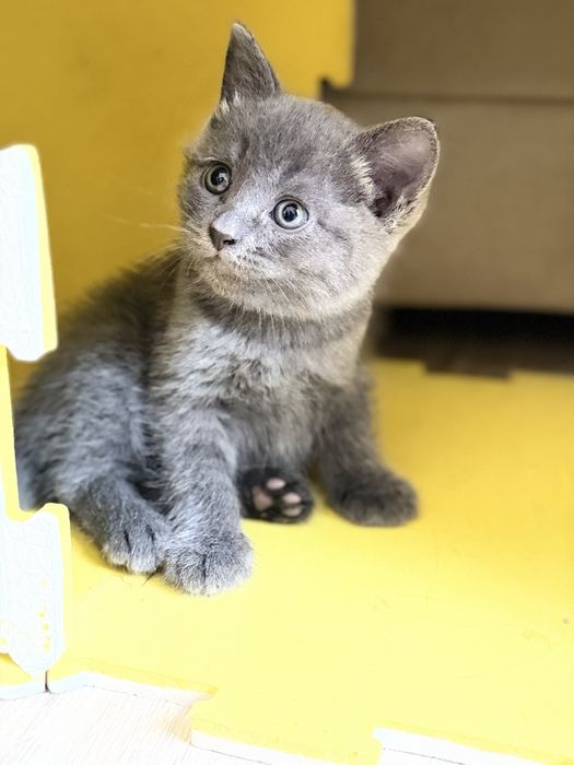 Отдам котенка. Девочка