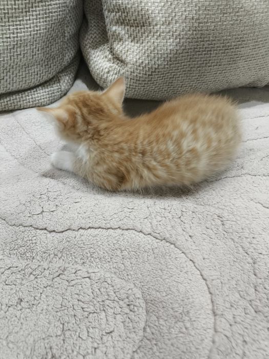 В добрые руки котята