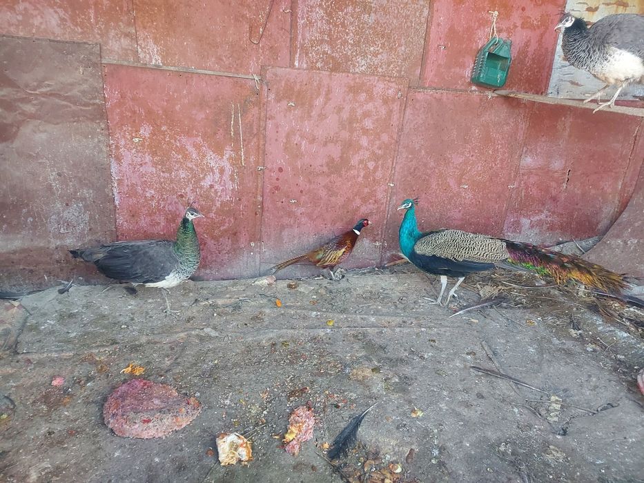 Промысловые фазаны