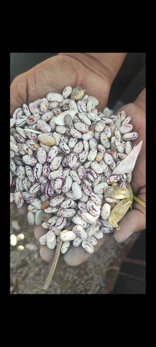 ФАСОЛ НУХАТ ЙЕРЁНГОК  МОШ  комбайн 2023 йил хитой давлатидан келган