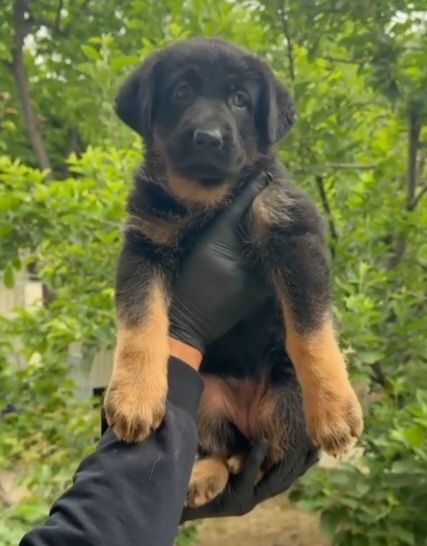 Продаётся щенки немецких овчарок