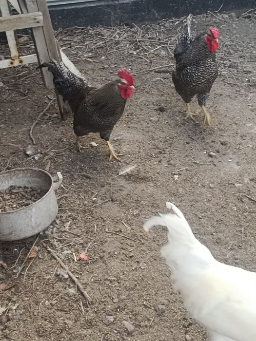 Продам петухов молодые