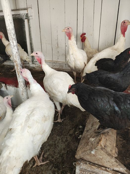 Curcani albi crescuti in gospodărie
