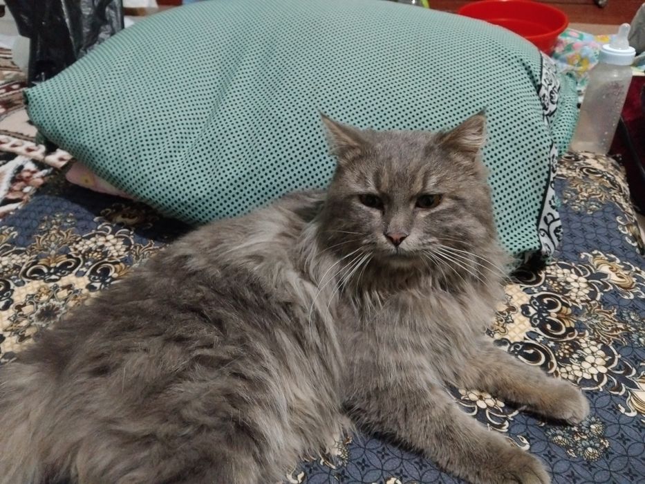 Erkak mushuk 11oylik