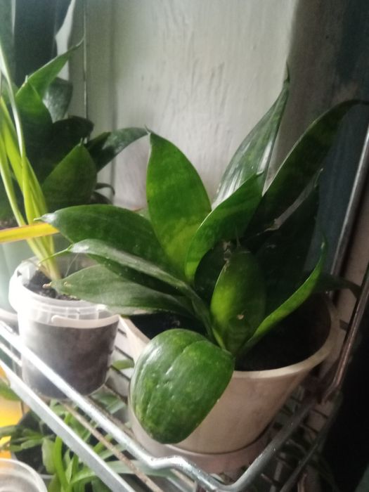 Растения по 1000 тенге.