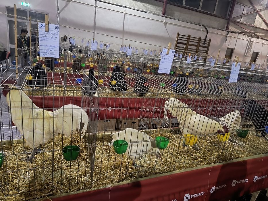 Oua incubat australorp alb