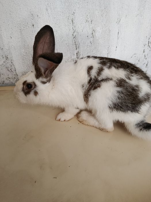 Quyon bolalari sotiladi