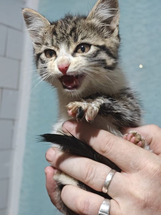 Отдам котенка в хорошие руки