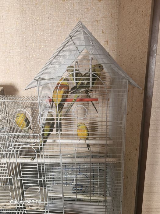 Попугай певчий popugay pevchi