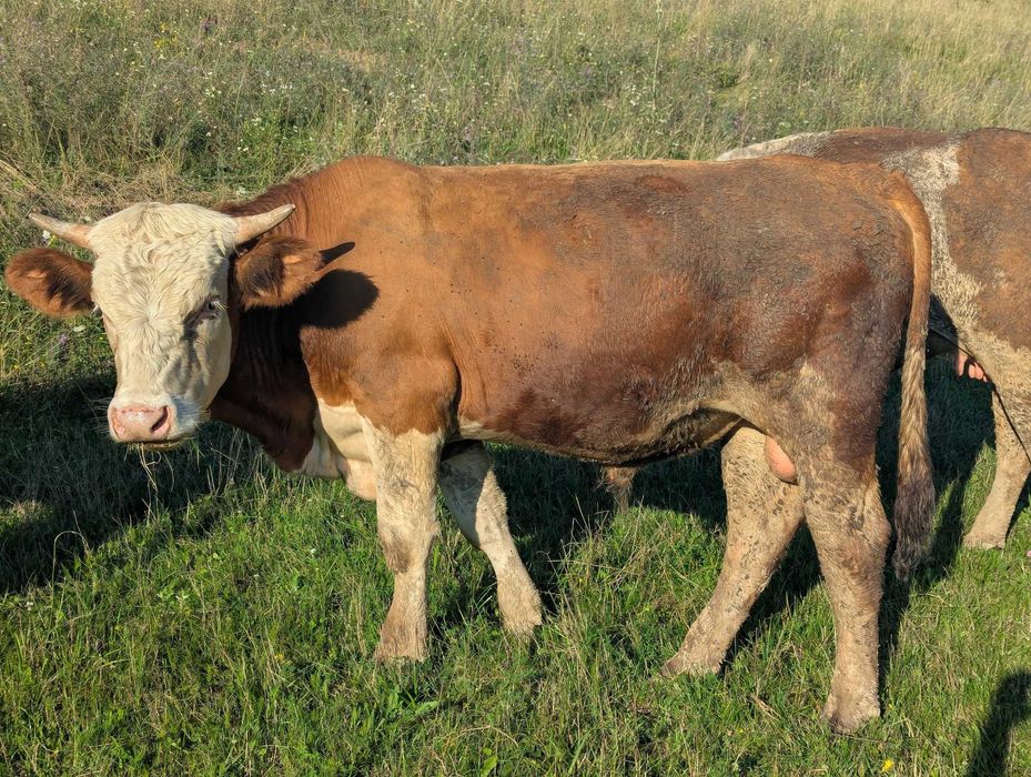 Vaci de calitate superioară – sănătoase, bine îngrijite (Unde Lie)