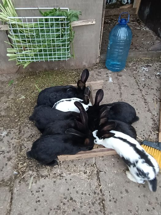 Iepuri fluture german