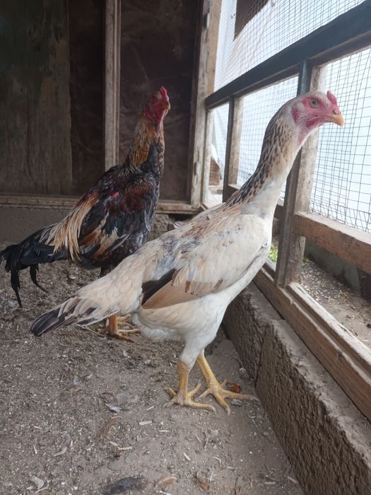 Дакан товук сотилади