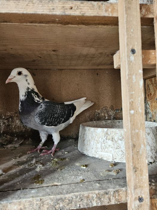 Vand porumbel mascul voiajor 2025 
Vaccinat si de