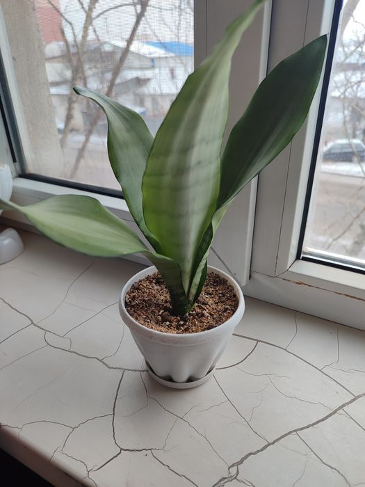 Продаётся цветок сансевиерия