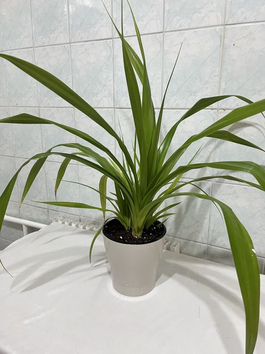 Гүл сатылады. Бағасы 2500 тг.