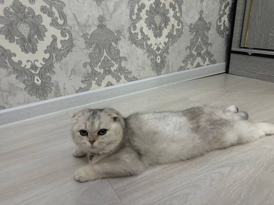 Серебристая шиншилла