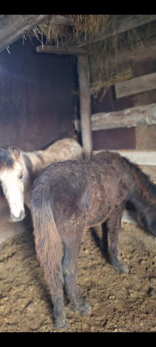 Продаются  жабағы