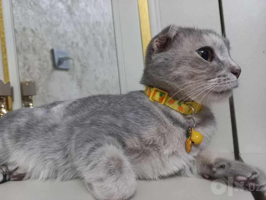 Scottish fold sotiladi
