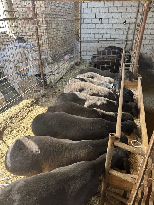 Қўйлар сотилади живой вазнига