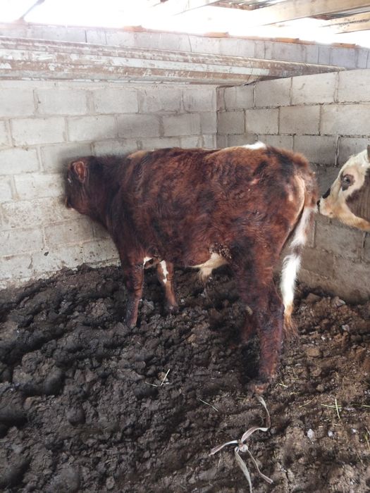 Быки два к корму приучены