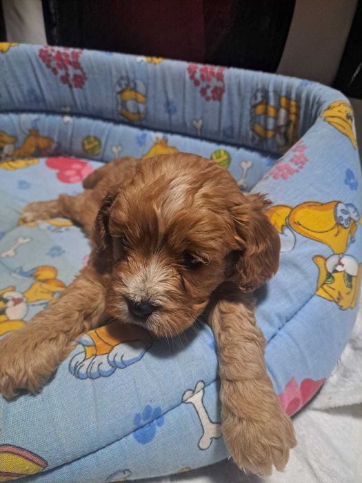 Catel Cavapoo vaccinat si deparazitat