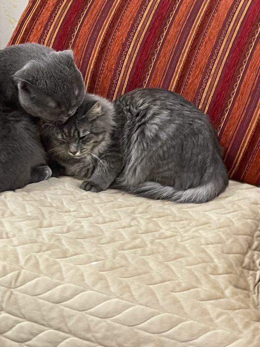 вязка вислоухого скотиш фолда!