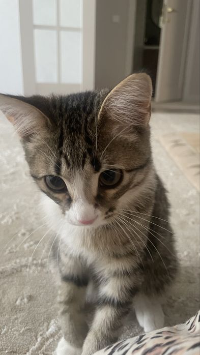 Кошка, папа британец