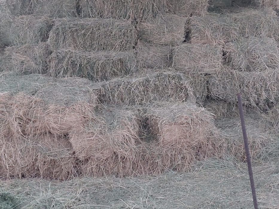 Жоңышқа шөп сатылады