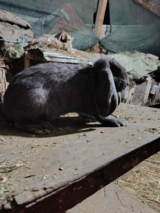 Femela berbec german albastru gestantă