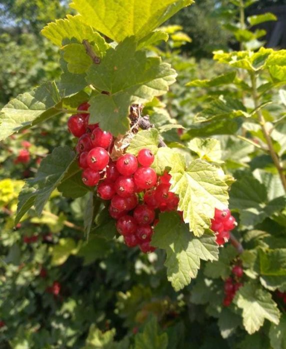 Продам красную смородину