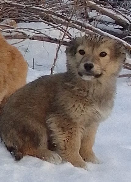 Щенки в добрые ручки