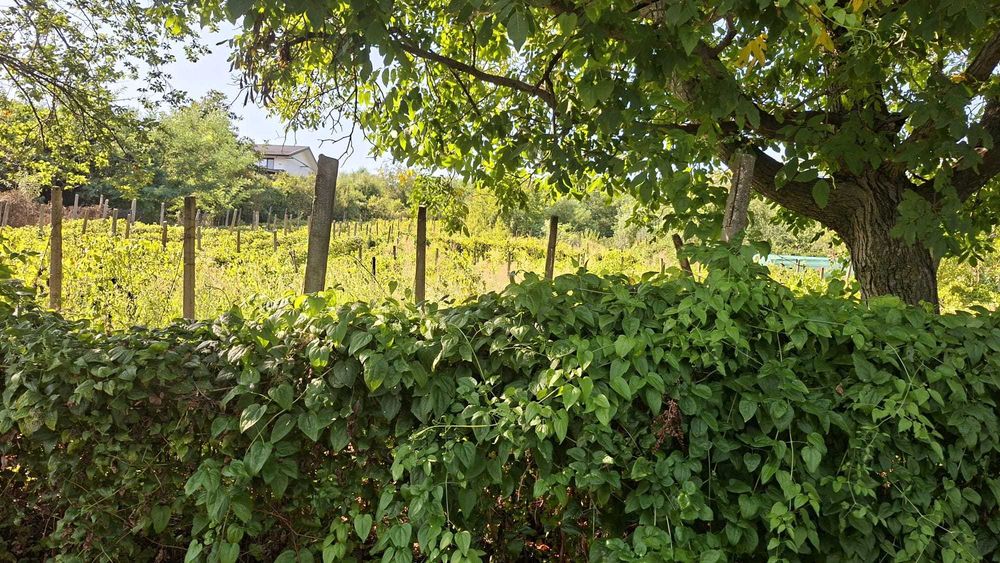 Vand teren intravilan, loc de casa -Niscov, Vernesti