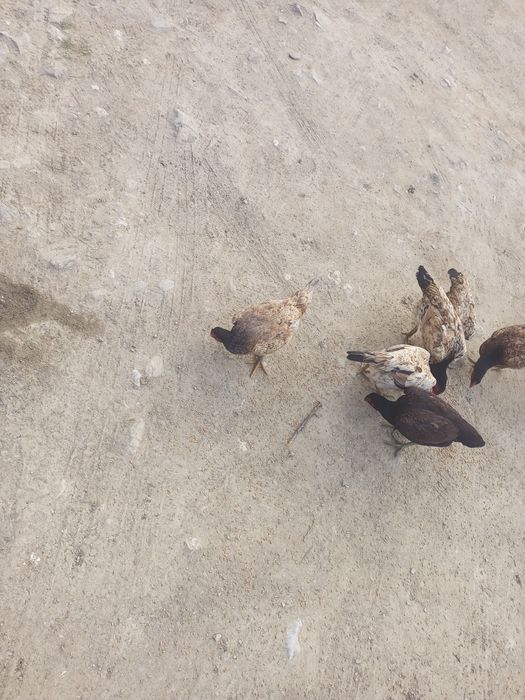 Dakan tovuqlar sotiladi tuxumda hamasi