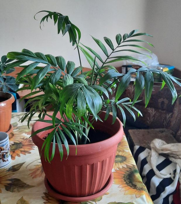 Продаю комнатные цветы