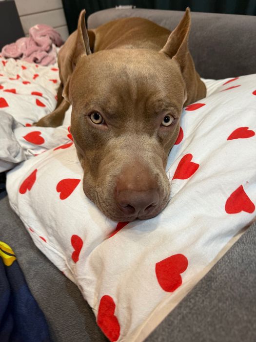 Временная передержка