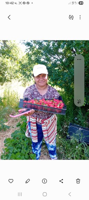 Продавам ягоди и малини расат