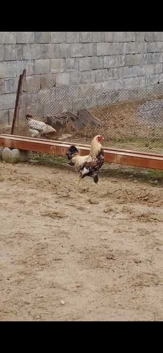 Петухи срочно продаётся
