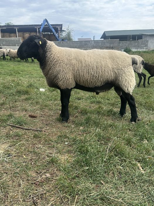 Berbec suffolk de 2 ani