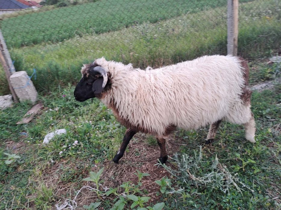 De vânzare berbec de anu asta