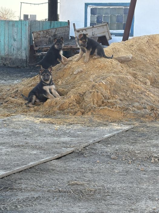 продам щенков немецкой овчарки