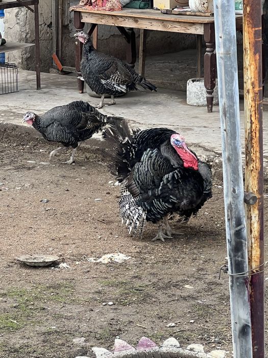 Индьюки 2          м