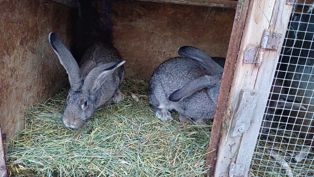 Vand iepuri femele - pui