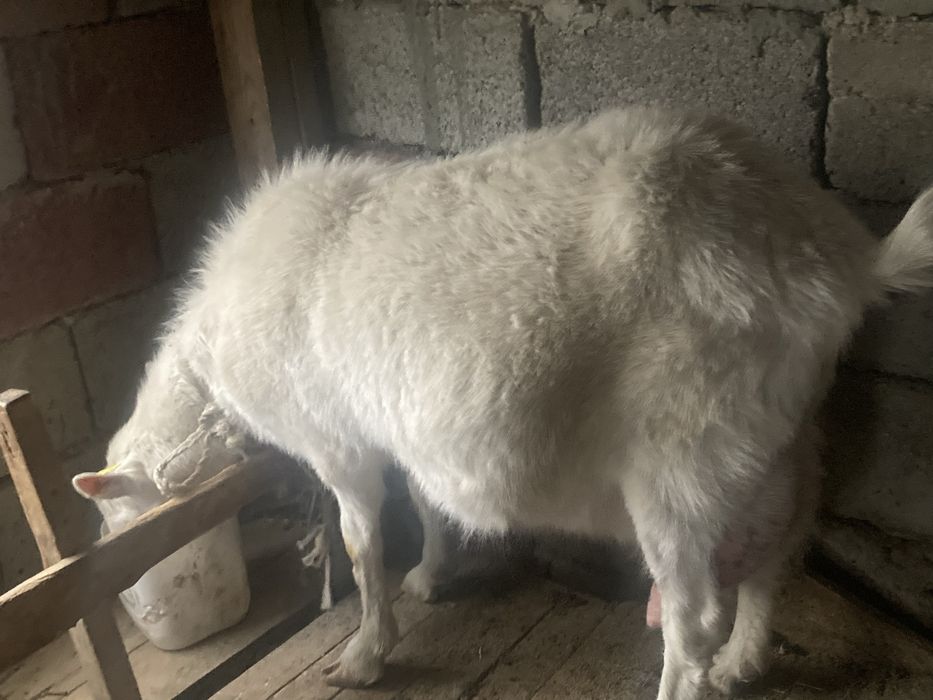 Сүтті ешкі сатылад