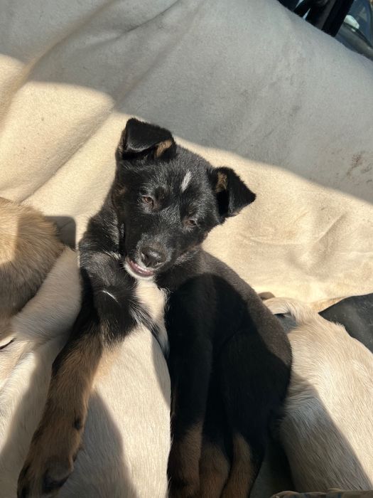 Отдам щенков в хорошие руки